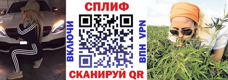 Купить закладки  Сасово  Марихуана сатива 